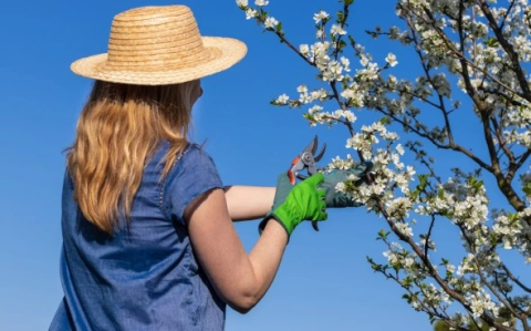 Обрезка плодовых деревьев: когда лучше делать и как