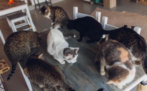 Шум, потоп и кошки: куда жаловаться на соседей в многоэтажке