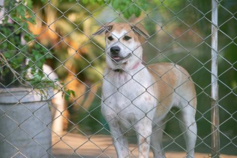 Можно ли содержать собак в вольерах на садовом участке, определил суд