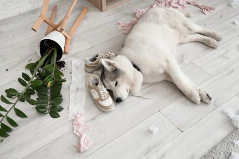 За что могут оштрафовать владельцев домашних животных, рассказали юристы